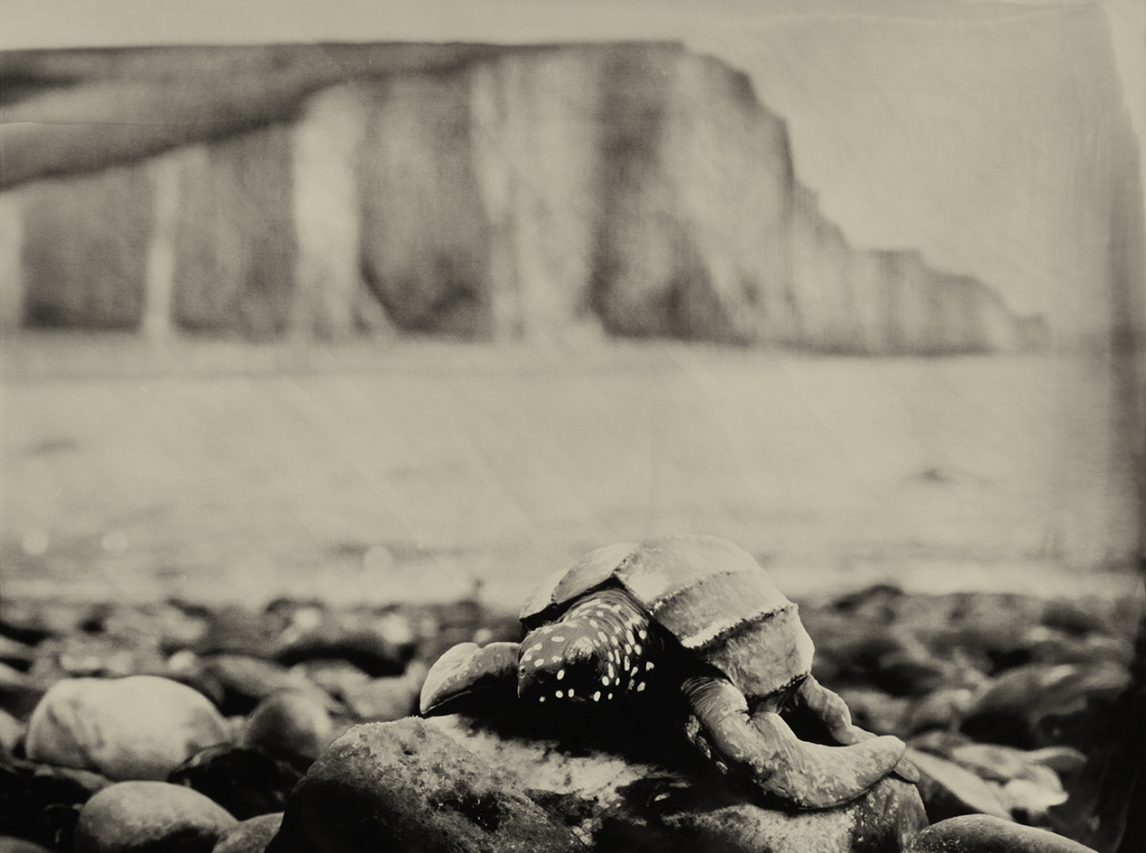 Leatherback Sea Turtle Seven Sisters UK